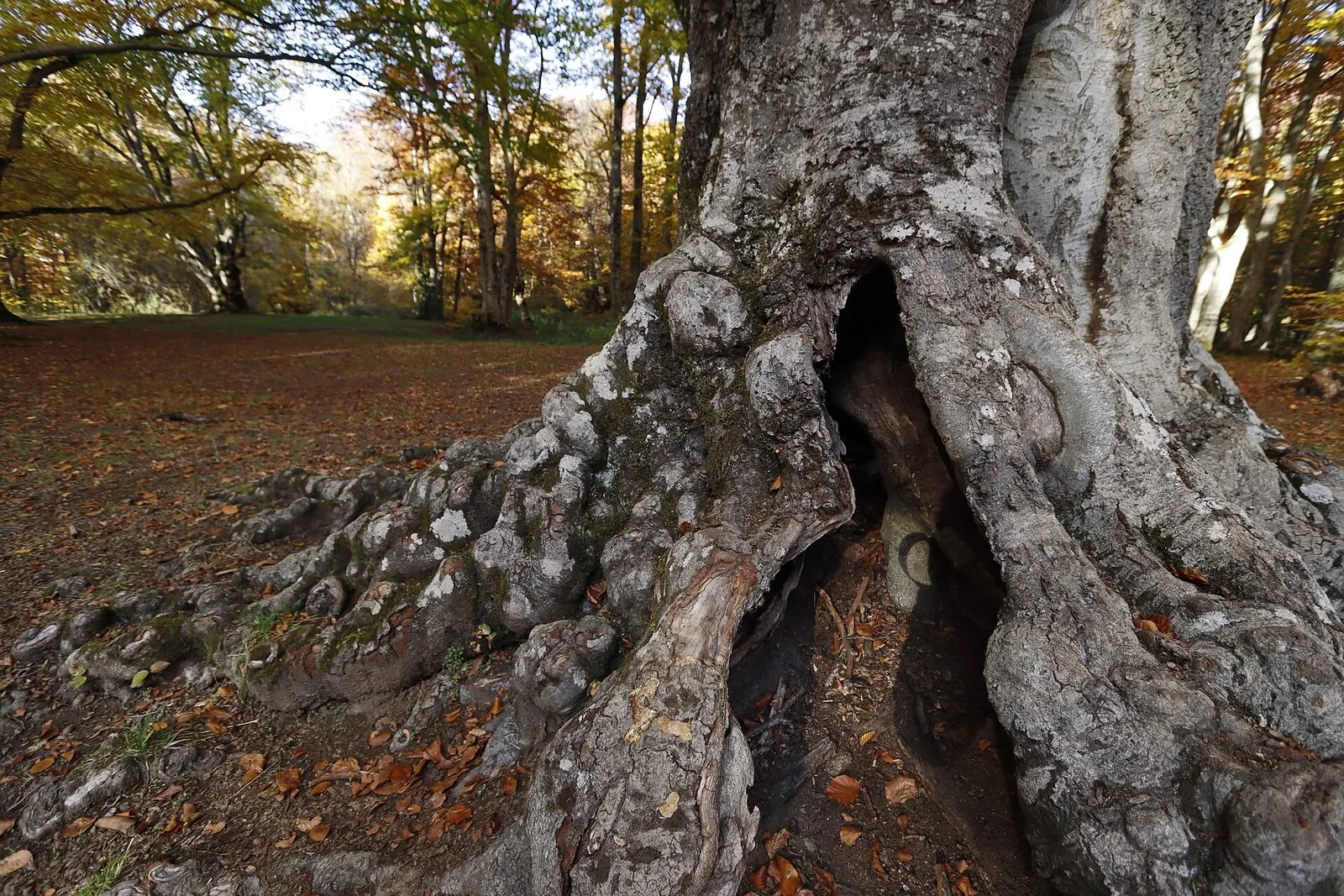 Un albero secolare del Bosco di Sant'Antonio, nel Parco della Maiella